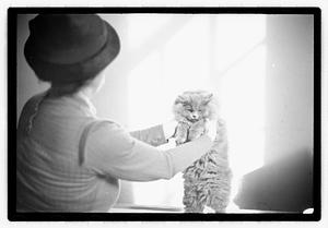 Cat show