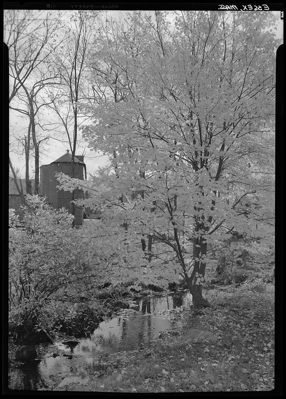 Essex, nature scene