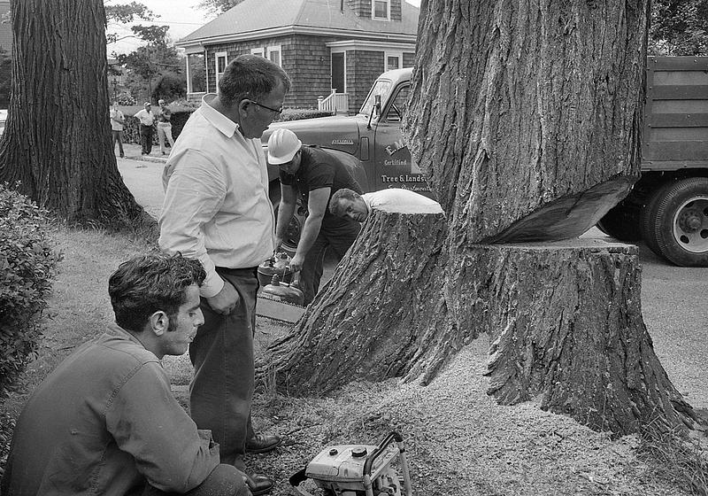 E.M. Munson landscapers removing tree, Mulberry Street, Fairhaven