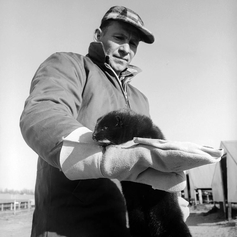 Coastal Mink Farm, Lakeville, MA