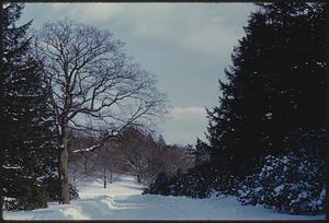 Path in snow through trees, Arnold Arboretum