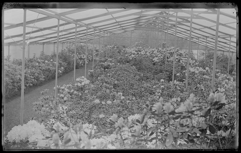 Rhododendrons under artificial shade