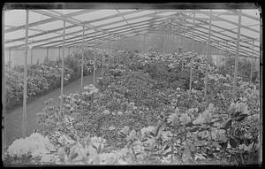 Rhododendrons under artificial shade