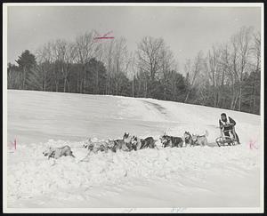 Massachusetts Sled Dog Championships at the Myopia Hunt Club starting today.