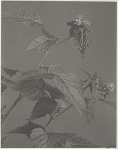78. Rubus occidentalis, black raspberry, thimbleberry