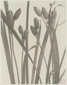 379. Iris versicolor, fleur-de-lis