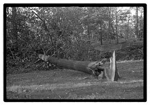 Damaged tree