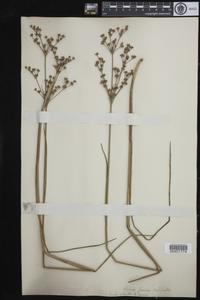 Juncus scirpoides