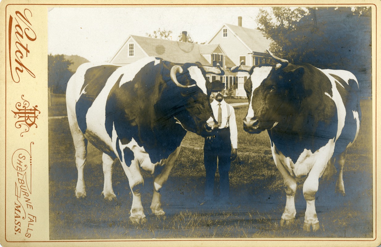 J.D. Avery with 2 oxen and house, photograph, Buckland Mass.