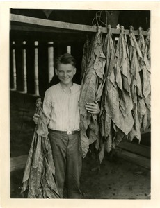 Calvin Coolidge, Jr. and tobacco leaves