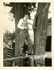 Calvin Coolidge preserving a tree