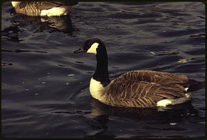 Canadian geese protected area of Charles River branch