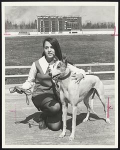Karen Cummings, with Roiterri, Imp., from the Frank Conroy kennel, which is racing in it's first year at Raynham Park