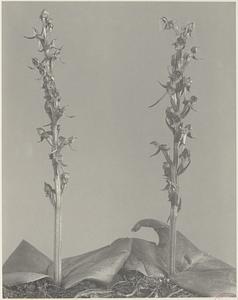 160. Habenaria hookeri, Hooker's orchis