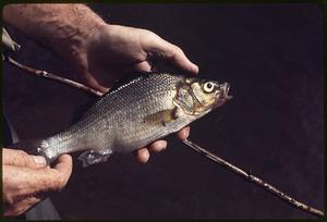 Perch caught by local fishermen