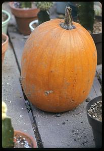 View of a pumpkin, Old Sturbridge Village, Sturbridge, Massachusetts