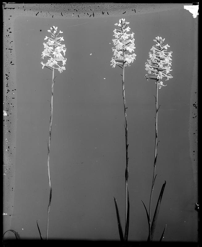 Habenaria mira - Cape May