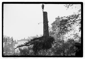 Tree removal