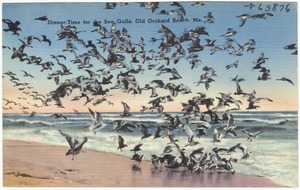 Dinner-time for the Sea Gulls, Old Orchard Beach, Me.