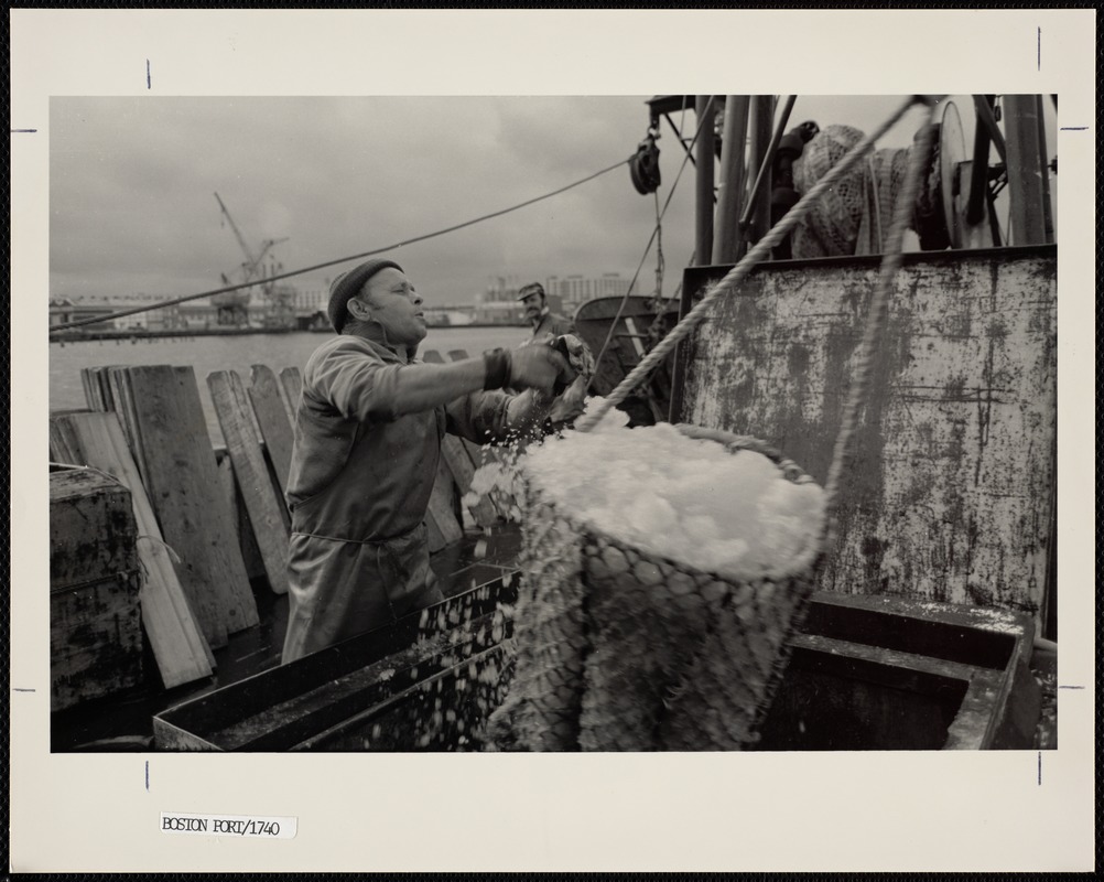 Unloading fish from a vessel at Boston's Fish Pier