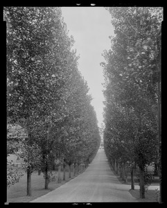 Bellefontaine: path lined with trees