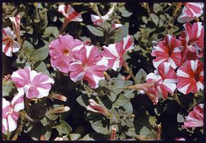Red and white petunias