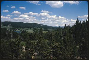 Landscape with conifer forest, Yellowstone National Park