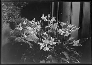 Eucharis amazonica