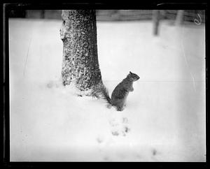 Squirrel standing in snow