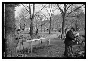 Setting up Christmas tree, Boston Common