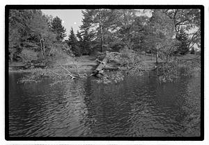 Uprooted tree in body of water