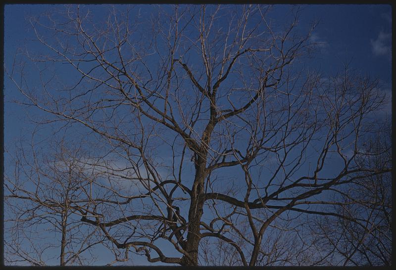 Leafless tree, Arnold Arboretum