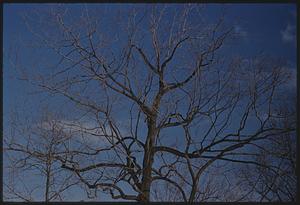 Leafless tree, Arnold Arboretum