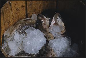 Fish on ice in a barrel