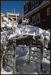 Snow on trellis