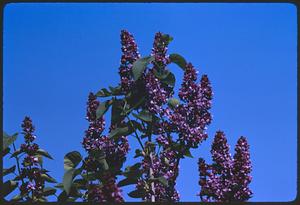 Purple flowers against sky