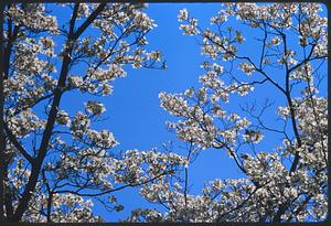 Branches with white flowers against sky