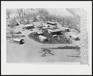 Farm Stands Fast During Flood Crest--Cattle mill around small island of their own on the Ralph George farm about six miles west of here today after the Missouri River crested at Sioux City. George elected to stick out the flood and care for the cattle, having food delivered to him either by air or Army duck.