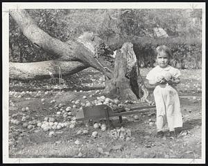 Youth and Age -- Julianne Clausson, 2, picking apples from the ground after Plymouth's oldest apple tree, 96, blew down.