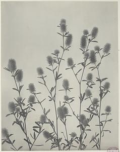 231. Trifolium arvense, stone clover, rabbit-foot clover