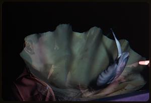 A shell and fish in a tank, a boy's profile in reflection