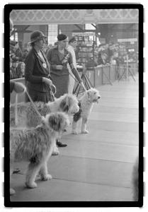 Dog show