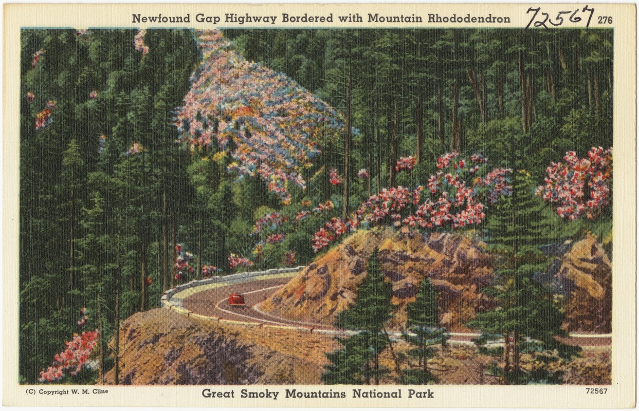 Newfound Gap Highway bordered with Mountain Rhododendron, Great Smoky Mountains National Park