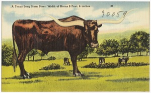 A Texas Long Horn Steer, width of horns 9 feet, 6 inches