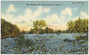 Blue Bonnets, the state flower of Texas