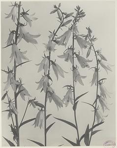 211. Campanula rapunculoides, creeping or European bellflower