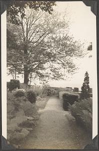 A path, a large tree to the left