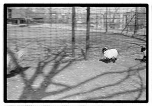 Sheep, Franklin Park Zoo