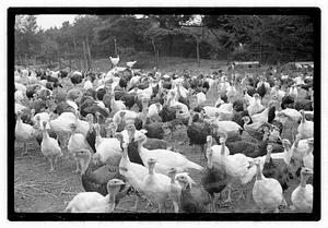 Turkey farm