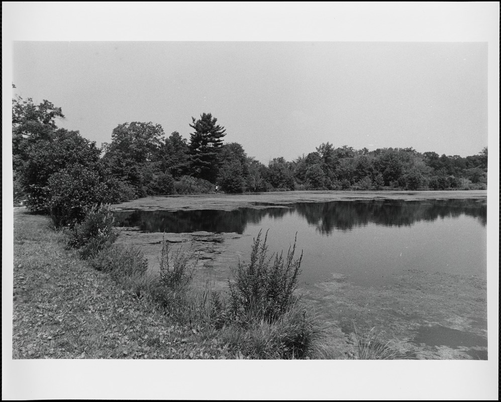 A view of the Reservoir off of Dedham Avenue